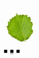 Noisetier - feuille sur fond blanc (Coryllus avellana)